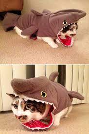 She S Not The Most Excited About Halloween Cat Halloween Costume Cat Shark Costume Cat Costumes