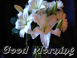 We did not find results for: Beautiful Beautiful Flowers Good Morning Images Top Collection Of Different Types Of Flowers In The Images Hd