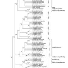 Image result for Lysimachia ruhmeriana