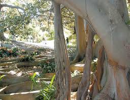 Image result for Ficus barteri