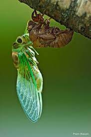 Hold a and walk forward. 9 Amazing Nature Photos Amazing Nature Photos Bugs And Insects Cicada