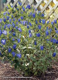 Maybe you would like to learn more about one of these? 10 Long Blooming Perennials Garden Gate