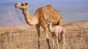 The inner ear has a structure that separates sounds into many different frequencies that have hair cells that respond to different frequencies. Camel Sounds Camels Calling Youtube