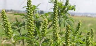 Pollenallergikerinnen steht ein harter spätsommer bevor, stichwort ragweed blüte. Ragweed Allergische Beschwerden Mit Mund Nasen Schutz Senken Generation55plus Net