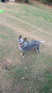 We did not find results for: Maggie My 9 Month Old Blue Heeler Blue Heeler Pets Terrier