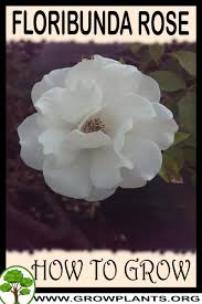 Роза флорибунда эрмитаж (hermitage floribunda) бернард соважо (bernard sauvageot). Floribunda Rose How To Grow Care