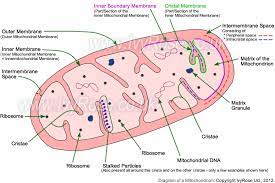 Structure Of Mitochondria Biology Diagrams Cell Biology Mitochondria