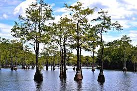 We did not find results for: Cypress Trees Of Georgia Photograph By Tara Potts