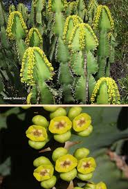 Image result for Euphorbia cooperi