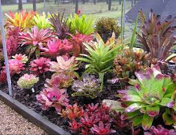 Bromeliads In Australia Bromeliads Garden Bromeliads Tropical Garden