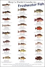 Pin By Gary Hill On Fishing Fish Fishing Guide Blue Catfish