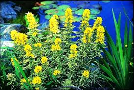 Image result for Lysimachia angustiloba