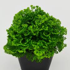Image result for Selaginella kraussiana