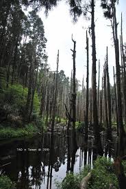 迷幻水の森 南投 忘憂森林 一起 去旅行 痞客邦 travel pictures landscape forest