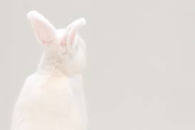 Pin By Gold Fish On Spring Ostara White Rabbits Cute Baby Bunnies Rabbit