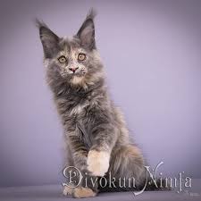 divokun nimfa vozrast 3 mesyaca okras g golubokremovaya cherepaha papa zhigolo divokun jigolo mama bereginya divokun bereginya testy roditelej cats animals