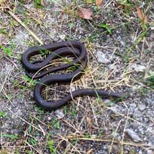 Southern Black Racer Non Venomous Black Racer Racer Black