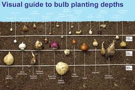 Guide To Planting Depths Of Bulbs Van Meuwen