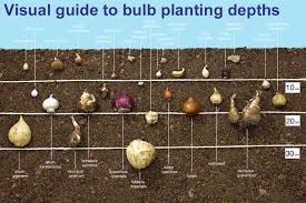 guide to planting depths of bulbs van meuwen