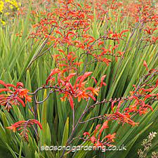 Deer resistant and drought tolerant! Crocosmia Montbretia Planting And Growing Guide