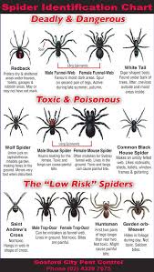 Dangerous Spider Chart For Australia Spider