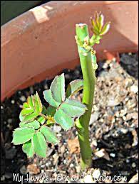 Can You Believe You Can Root Roses From Your Bouquet My Humble Home And Garden Rooting Roses Planting Roses Growing Roses