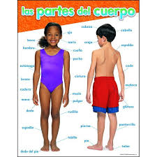 Chart Lists Parts Of The Body From Head To Toe In Spanish