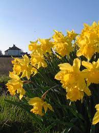 Daffodils Send Flowers Online Same Day Flower Delivery Flowers Online