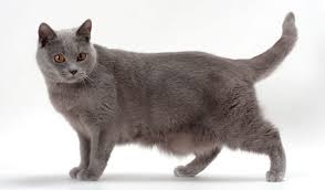 Image result for chartreux