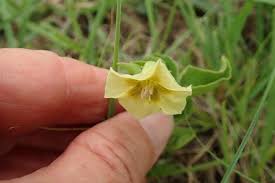 Image result for Physalis viscosa