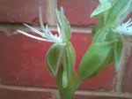 Image result for Habenaria verdickii