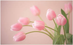 Pink Tulip Flowers Hd Wallpaper Pink Tulip Flowers Wallpaper Pink Tulips Flower Desktop Wallpaper Flower Wallpaper