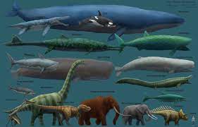 Nothing Yet Discovered Was As Big As A Blue Whale Check Out The Proportions Animal Facts Large Animals Blue Whale