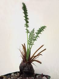 Pelargonium Rapaceum Pelargoner Vaxter Natur