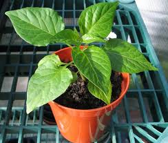 Anda bisa membelinya di toko pot pohon naga tumbuhnya menjulang tinggi, tapi batangnya tidak kokoh. Cara Menanam Cabe Dalam Pot Alternatif Bertani Petani Menanam Tanaman