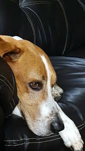 Maybe you would like to learn more about one of these? 790 Dogs Ideas In 2021 Dogs I Love Dogs Puppies
