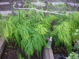 アスパラガスの若芽を食べる じいじの野菜づくり