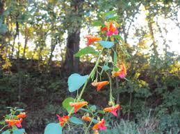 Image result for Balsaminaceae