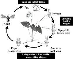 Anthurium Thrips