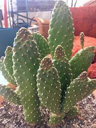 4:10 mousetrapgenius 749 294 просмотра. Road Kill Cactus Growth