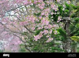 Image result for Prunus cerasoides