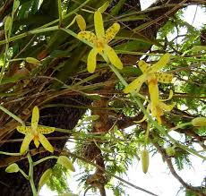 Image result for Ansellia