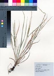 Image result for Kyllinga alba