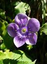 Image result for Nature in Nepal Flowers