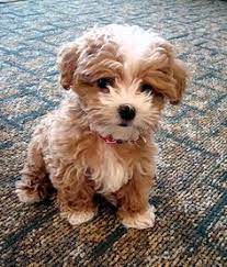 Maybe you would like to learn more about one of these? 26 Teddy Bear Dog Ideas Teddy Bear Dog Bear Dog Puppies