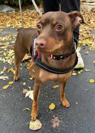 Bark From The Heart Rescue NFP Reviews and Ratings