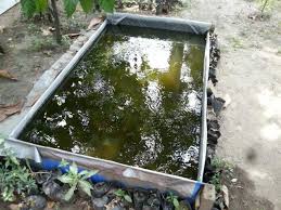 Banyak pilihan dalam memilih kolam ikan yang digunakan. Kolam Terpal Untuk Ikan Hias Steemit