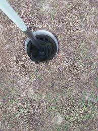 Snakes On Golf Courses Australia Pictures Pictures Australia