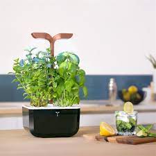 Where To Find The Best Indoor Herb Garden Kits 2021 Edition Tatler Hong Kong
