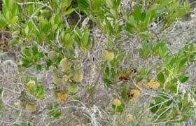 Image result for Diospyros dichrophylla